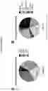 Fig. 29 - COMPOSITIONS AND METHODS OF USE FOR TREATMENT OR IMPROVEMENT OF THE CONDITION AND APPEARANCE OF SKIN