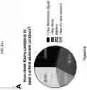 Fig. 33 - COMPOSITIONS AND METHODS OF USE FOR TREATMENT OR IMPROVEMENT OF THE CONDITION AND APPEARANCE OF SKIN