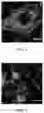 Fig. 04 - USE OF COMPOSITION FOR REDUCING OR PREVENTING CELL AGING OR REPAIRING CELL WITH DAMAGED MITOCHONDRIA, METHOD OF PREPARING COMPOSITION FOR CELL REPAIRING, CELL REPAIRING METHOD AND METHOD OF SUPPLYING MITOCHONDRIA INTO CELL