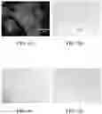 Fig. 09 - USE OF COMPOSITION FOR REDUCING OR PREVENTING CELL AGING OR REPAIRING CELL WITH DAMAGED MITOCHONDRIA, METHOD OF PREPARING COMPOSITION FOR CELL REPAIRING, CELL REPAIRING METHOD AND METHOD OF SUPPLYING MITOCHONDRIA INTO CELL