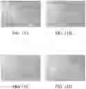 Fig. 11 - USE OF COMPOSITION FOR REDUCING OR PREVENTING CELL AGING OR REPAIRING CELL WITH DAMAGED MITOCHONDRIA, METHOD OF PREPARING COMPOSITION FOR CELL REPAIRING, CELL REPAIRING METHOD AND METHOD OF SUPPLYING MITOCHONDRIA INTO CELL