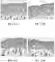 Fig. 13 - USE OF COMPOSITION FOR REDUCING OR PREVENTING CELL AGING OR REPAIRING CELL WITH DAMAGED MITOCHONDRIA, METHOD OF PREPARING COMPOSITION FOR CELL REPAIRING, CELL REPAIRING METHOD AND METHOD OF SUPPLYING MITOCHONDRIA INTO CELL