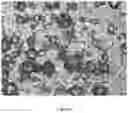 Fig. 09 - Liposomes encapsulating adenosine