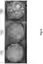 Fig. 07 - Dry powder composition comprising long-chain RNA