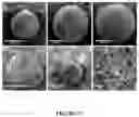 Fig. 28 - Supraparticle Formulations