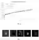 Fig. 04 - BIODEGRADABLE EXTENDED RELEASE MICROSPHERE-HYDROGEL OCULAR DRUG DELIVERY SYSTEM AND METHOD