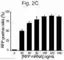 Fig. 05 - SYNTHETIC LIPIDS FOR MRNA DELIVERY
