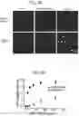 Fig. 07 - SYNTHETIC LIPIDS FOR MRNA DELIVERY