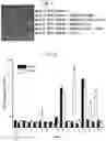 Fig. 13 - SYNTHETIC LIPIDS FOR MRNA DELIVERY