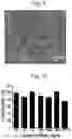 Fig. 14 - SYNTHETIC LIPIDS FOR MRNA DELIVERY