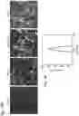 Fig. 32 - SYNTHETIC LIPIDS FOR MRNA DELIVERY