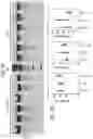 Fig. 33 - SYNTHETIC LIPIDS FOR MRNA DELIVERY