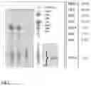 Fig. 04 - CANNABIGEROL AND PHARMACEUTICAL COMPOSITIONS COMPRISING CANNABIGEROL FOR USE IN THE TREATMENT OF INSOMNIA