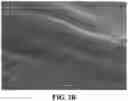 Fig. 05 - PREPARATION OF SOLUBLE FORM OF CURCUMIN