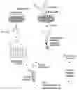 Fig. 01 - COMPOUNDS AND METHODS FOR MANAGING CANCER THROUGH IMMUNE SYSTEM