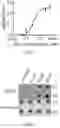 Fig. 03 - COMPOUNDS AND METHODS FOR MANAGING CANCER THROUGH IMMUNE SYSTEM