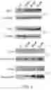 Fig. 04 - COMPOUNDS AND METHODS FOR MANAGING CANCER THROUGH IMMUNE SYSTEM