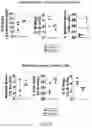 Fig. 13 - COMPOUNDS AND METHODS FOR MANAGING CANCER THROUGH IMMUNE SYSTEM