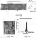 Fig. 16 - COMPOUNDS AND METHODS FOR MANAGING CANCER THROUGH IMMUNE SYSTEM