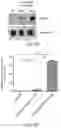 Fig. 20 - COMPOUNDS AND METHODS FOR MANAGING CANCER THROUGH IMMUNE SYSTEM
