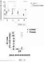 Fig. 24 - COMPOUNDS AND METHODS FOR MANAGING CANCER THROUGH IMMUNE SYSTEM