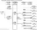 Fig. 01 - Cannabidiol preparations and its uses
