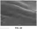 Fig. 05 - PREPARATION OF SOLUBLE FORM OF CARVEDILOL