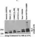 Fig. 02 - METHODS FOR TREATING CYSTIC FIBROSIS