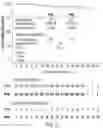 Fig. 03 - Dosing regimens associated with extended release paliperidone injectable formulations