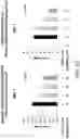 Fig. 13 - METHODS FOR TREATING ALZHEIMER DISEASE AND FOR REDUCING AMYLOID BETA FORMATION