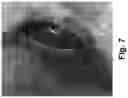Fig. 08 - Therapeutic Thiazine Dye Compositions and Methods of Use