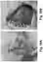 Fig. 11 - Therapeutic Thiazine Dye Compositions and Methods of Use