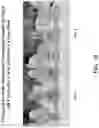 Fig. 11 - Pharmaceutical carriers capable of pH dependent reconstitution and methods for making and using same