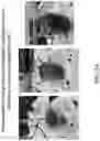 Fig. 15 - Pharmaceutical carriers capable of pH dependent reconstitution and methods for making and using same