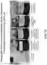 Fig. 16 - Pharmaceutical carriers capable of pH dependent reconstitution and methods for making and using same