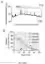 Fig. 17 - METHODS TO PROMOTE CEREBRAL BLOOD FLOW IN THE BRAIN