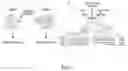Fig. 02 - METHODS AND COMPOSITIONS FOR TREATING EUKARYOTIC INFECTIONS VIA ALTERING AGGREGATION DYNAMICS OF RAPTOR/KOG1