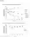 Fig. 09 - METHODS AND COMPOSITIONS FOR TREATING EUKARYOTIC INFECTIONS VIA ALTERING AGGREGATION DYNAMICS OF RAPTOR/KOG1