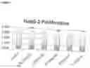 Fig. 13 - PRODUCING ATP AND IMPROVING MITOCHONDRIAL FUNCTION IN A MAMMAL USING A POLY-OXYGENATED METAL HYDROXIDE