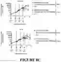 Fig. 15 - Compositions and methods for treating cancer with self-driving chimeric antigen receptors