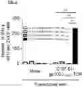 Fig. 07 - T CELL RECEPTORS AND METHODS OF USE THEREOF