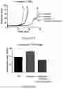 Fig. 26 - FREEZE-DRIED PLATELET DERIVATIVE COMPOSITIONS FOR TREATING ANTIPLATELET INDUCED COAGULOPATHY