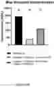 Fig. 42 - FREEZE-DRIED PLATELET DERIVATIVE COMPOSITIONS FOR TREATING ANTIPLATELET INDUCED COAGULOPATHY