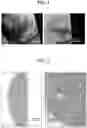 Fig. 04 - Method for producing biological tissue-like structure