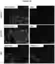 Fig. 13 - METHODS AND COMPOSITIONS FOR PRODUCING HEPATOCYTE-LIKE CELLS