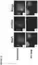 Fig. 27 - METHODS AND COMPOSITIONS FOR PRODUCING HEPATOCYTE-LIKE CELLS