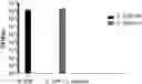 Fig. 01 - Lactic acid bacteria, methods and uses thereof