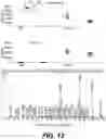 Fig. 24 - NUTRACEUTICAL COMPOSITIONS