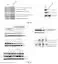 Fig. 04 - RECOMBINANT ONCOLYTIC VIRUS, PREPARATION METHOD THEREFOR, USE THEREOF AND MEDICINE THEREOF