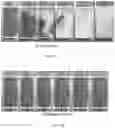 Fig. 03 - BIOAVAILABLE TURMERIC COMPOSITION AND PROCESS FOR PREPARATION THEREOF